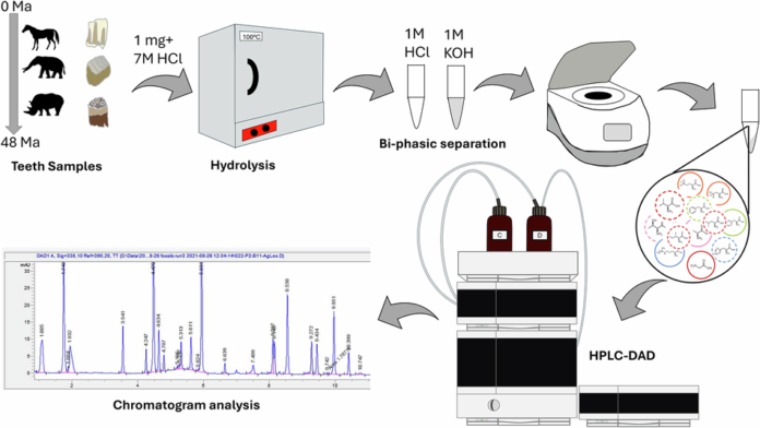 source_image_1-10 Ancient Tooth Enamel May Preserve Amino Acids for Tens of Millions of Years source image 1
