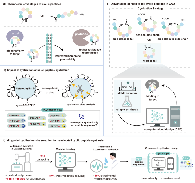 source_image_1-11 CycloPepper Uses Machine Learning to Predict Cyclopeptide Cyclization Success source image 1