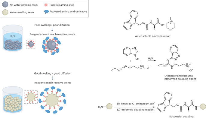source_image_1-17 A Water-Based Route Could Make Peptide Synthesis Greener source image 1
