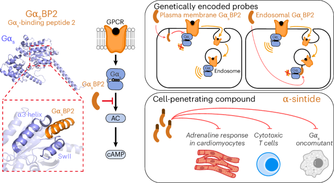 source_image_1-18 New inhibitory probes let researchers map Gαs signaling in space and time source image 1