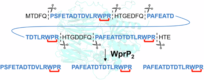 New S9 Protease WprP2 Shows Uniform Cleavage in RiPP Biosynthesis source image 1