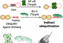 A New E3-Independent Route to Targeted Protein Degradation Uses Indirect Ubiquitination A New E3-Independent Route to Targeted Protein Degradation Uses Indirect Ubiquitination source image 1