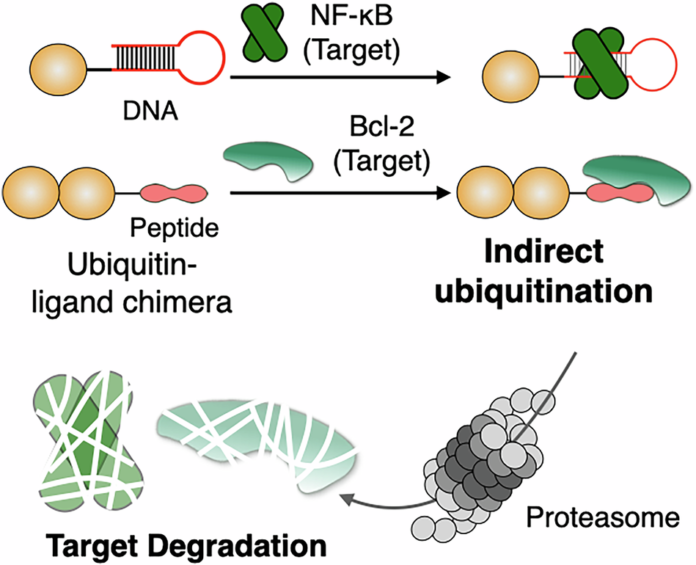 source_image_1-25 A New E3-Independent Route to Targeted Protein Degradation via Indirect Ubiquitination source image 1