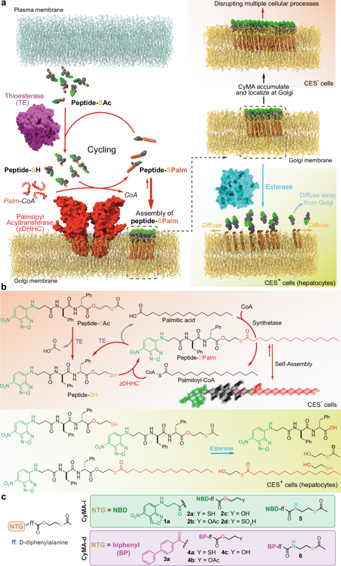 Cycling Molecular Assemblies Enable Rapid Golgi Imaging and Selective Disruption source image 1