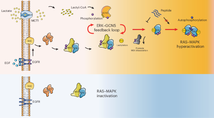 source_image_1-28 How lactate can switch on ERK: a new GCN5 feedback loop in cancer source image 1