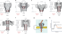 source_image_1-3 Nanopore sensing gets a boost for peptide profiling and protein ID source image 1