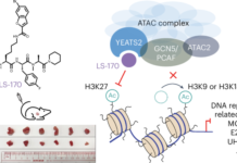 A new way to shut down the ATAC histone acetyltransferase complex A new way to shut down the ATAC histone acetyltransferase complex source image 1