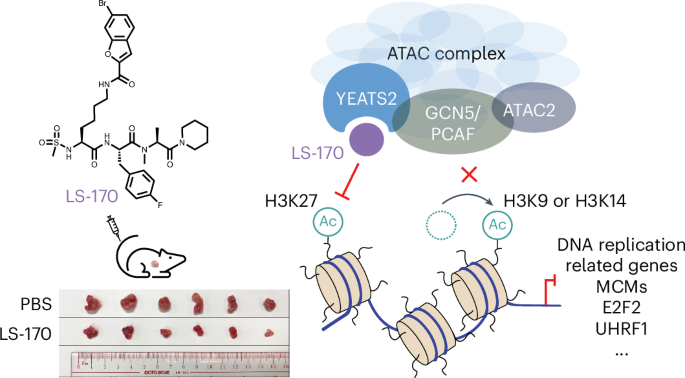 source_image_1-33 A Complex-Specific Strategy to Block the ATAC Histone Acetyltransferase Complex source image 1