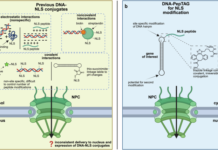 New DNA-Peptide Conjugation Strategy Boosts Nuclear Delivery in Non-Dividing Cells New DNA-Peptide Conjugation Strategy Boosts Nuclear Delivery in Non-Dividing Cells source image 1