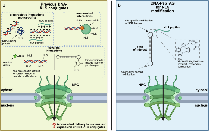 source_image_1-34 New DNA-Peptide Conjugation Strategy Boosts Nuclear Delivery in Non-Dividing Cells source image 1