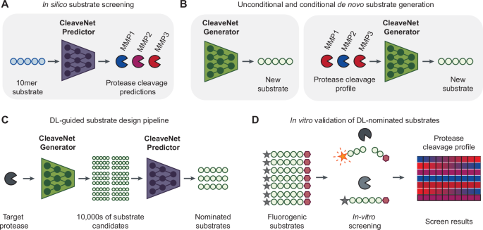 source_image_1-37 Deep Learning Helps Design Better Protease Substrates source image 1