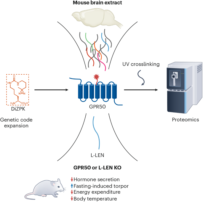 source_image_1-38 A UV Crosslinking Strategy Reveals a Hidden Ligand for Orphan GPCR GPR50 source image 1