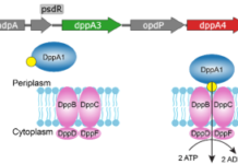 Pseudomonas aeruginosa’s Five DppA Proteins Split Peptide Duties in Unexpected Ways Pseudomonas aeruginosa’s Five DppA Proteins Split Peptide Duties in Unexpected Ways source image 1