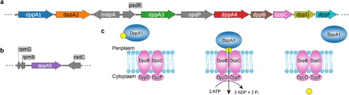 source_image_1-40 Pseudomonas aeruginosa’s Five DppA Proteins Split Peptide Duties in Unexpected Ways source image 1