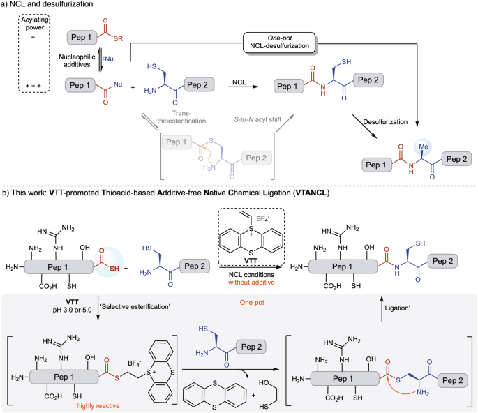 A Faster, Additive-Free Route to Native Chemical Ligation Using VTT-Activated Thioacids source image 1