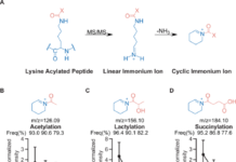 Stepped Collision Energy Reduces Bias in Protein Acylation MS Identification Stepped Collision Energy Reduces Bias in Protein Acylation MS Identification source image 1