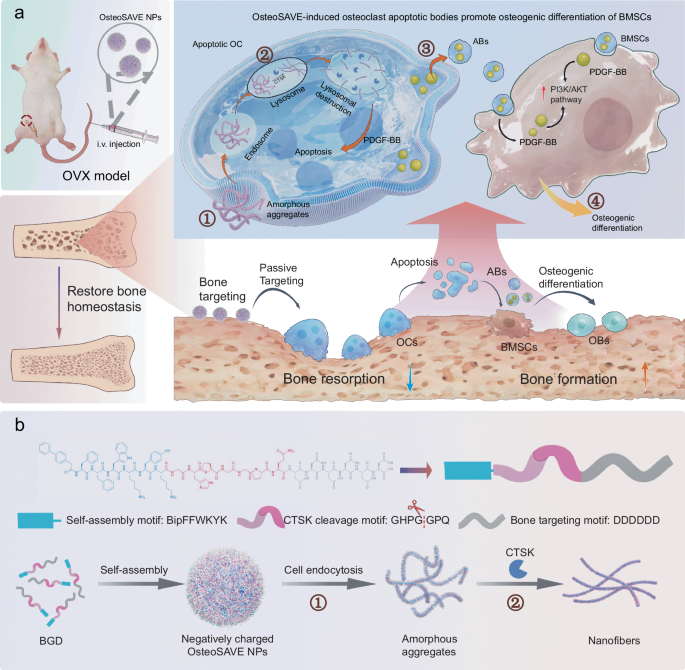 Enzyme-Triggered Nanoparticles Restore Bone Balance by Killing Osteoclasts and Releasing Regenerative Vesicles source image 1