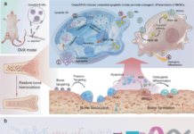 A peptide nanoparticle that turns osteoclasts into a bone-building signal A peptide nanoparticle that turns osteoclasts into a bone-building signal source image 1