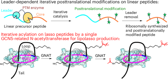 Widespread acetyltransferases found iteratively modifying mature lasso peptides source image 1