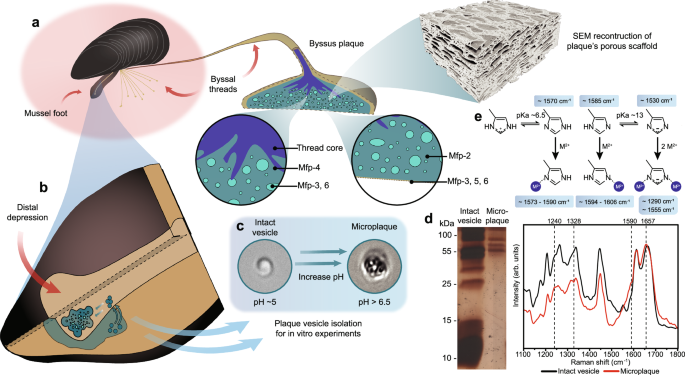source_image_1-9 A Histidine-Rich Mussel Glue Protein Adds a New Layer to Wet Adhesion source image 1