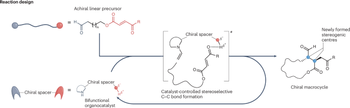 A Peptide Catalyst That Steers Macrocyclization with Remarkable Selectivity source image 1